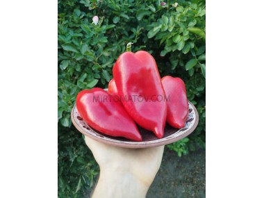 Івайлівська капія