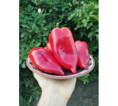 Івайлівська капія