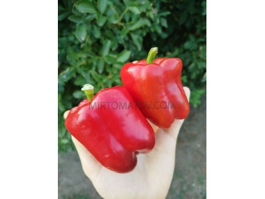 Північ мрії