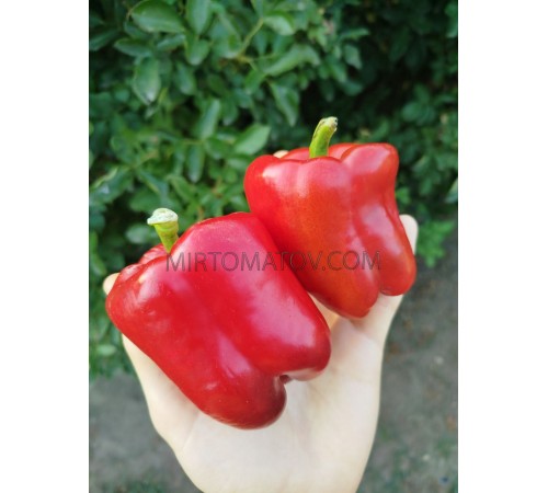 Північ мрії