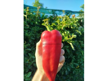 Марконі червоний