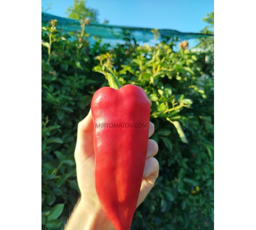 Марконі червоний