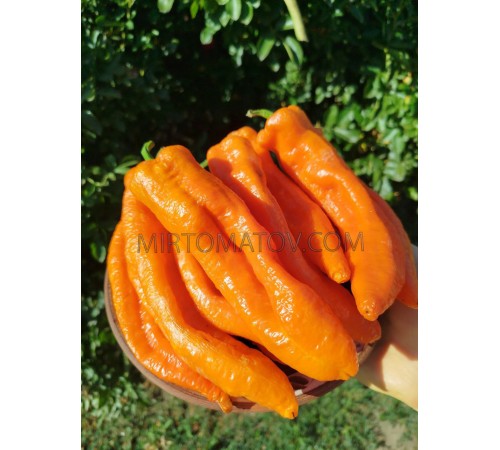 Раміро помаранчевий