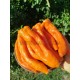 Раміро помаранчевий