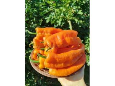 Раміро помаранчевий