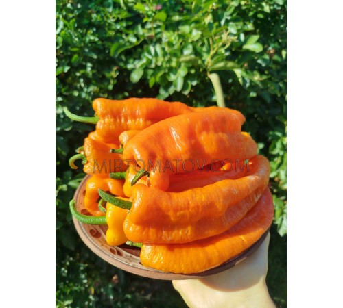 Раміро помаранчевий