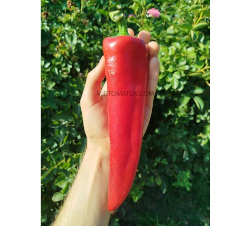 Джузеппе Нардієлло