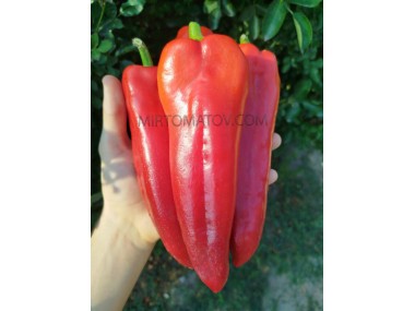 Джузеппе Нардієлло