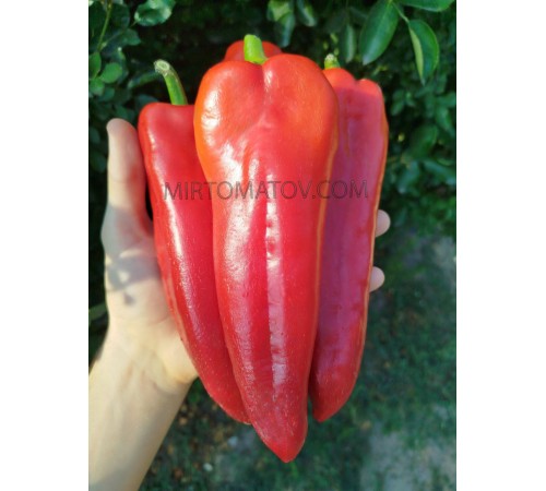 Джузеппе Нардієлло