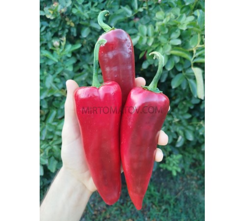 Вишневе вино