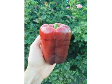 Китайський перець гігантський