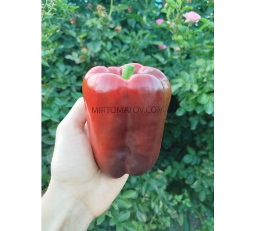 Китайський перець гігантський