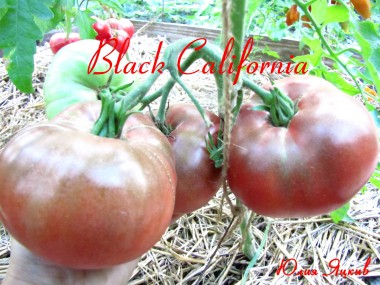 Black California