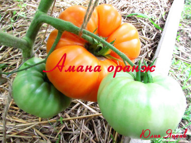 Амана оранж (Amana Orange)