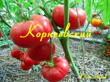 Корнеевский