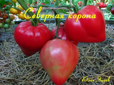 Северная корона