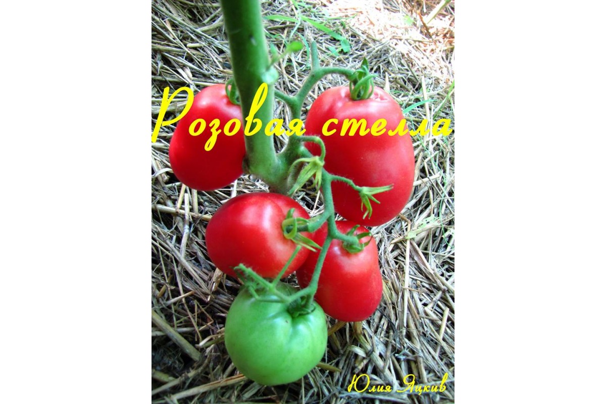 Рожева Стелла