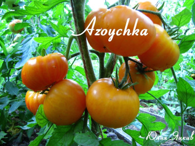 Azoychka (Azoyushka)