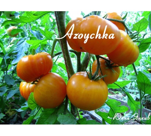 Azoychka (Азоюшка)