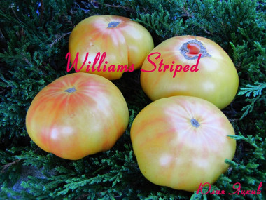 Williams Striped (Уильямс полосатый)