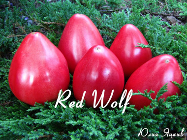 Red Wolf (Красный волк)