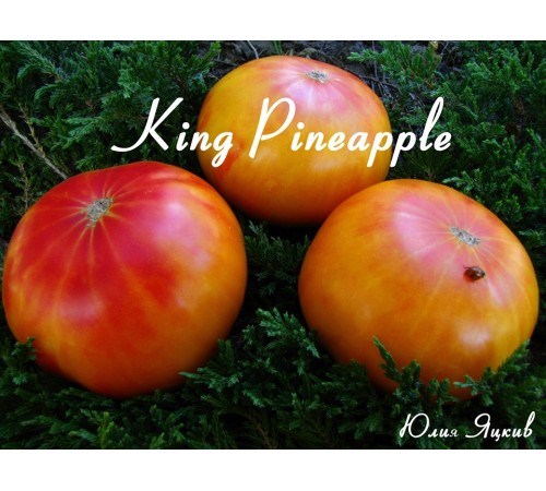 King Pineaple (Король ананас)