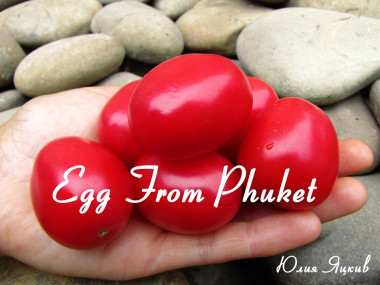 Egg From Phuket