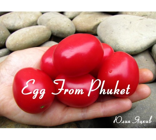 Egg From Phuket (Эй фон Пхукет)