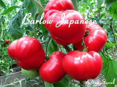 Barlow Japanese (Барлоу японський)