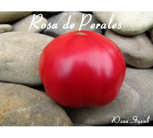 Rosa de Perales (Розовый из Пералеса)