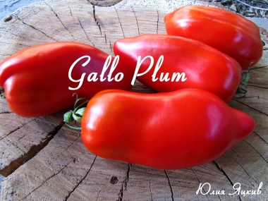 Gallo Plum