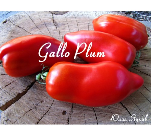 Gallo Plum (Галло Плам)