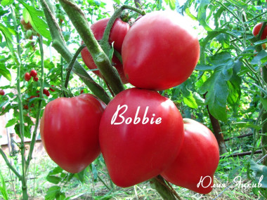 Bobbie (Bobby)