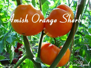 Amish Orange Sherbet (Амишей оранжевый щербет)