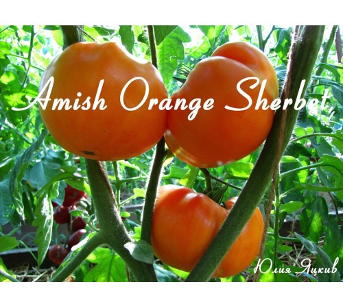 Amish Orange Sherbet (Амишей оранжевый щербет)