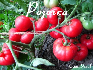 Розочка