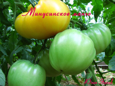 Минусинское манго