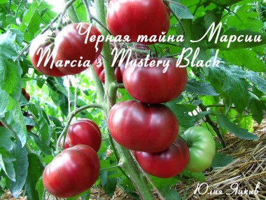 Marcia's Mystery Black (Черная тайна Марсии)