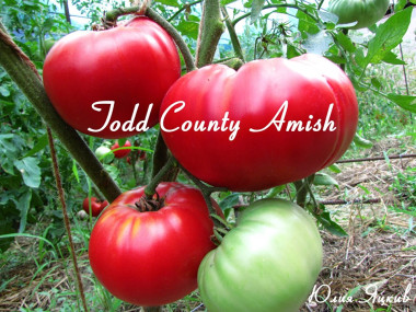 Todd County Amish (Тодд округа Амишей)