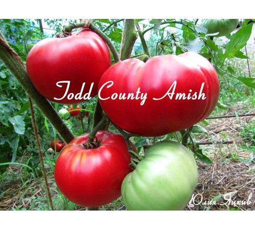 Todd County Amish (Тодд округа Амишей)