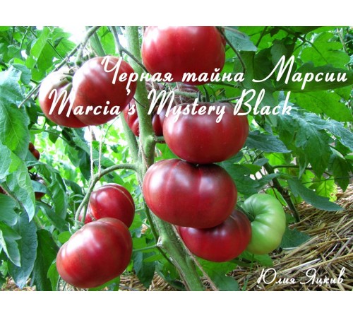 Marcia's Mystery Black (Черная тайна Марсии)