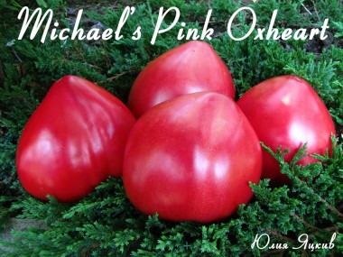 Michael's Pink Oxheart (Бычье сердце розовое Майкла)