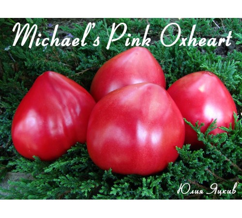 Michael's Pink Oxheart (Бычье сердце розовое Майкла)