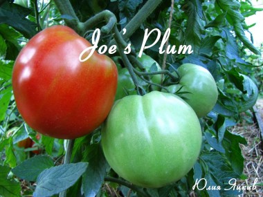 Joe's Plum (Слива Джо)