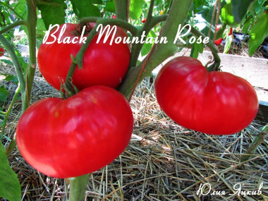 Black Mountain Rose