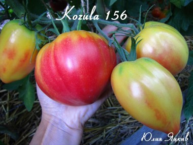 Kozula 156 (Козула 156)