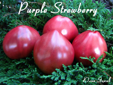 Purple Strawberry (Фиолетовая клубника)