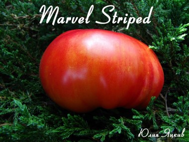 Marvel Striped (Полосатое чудо)