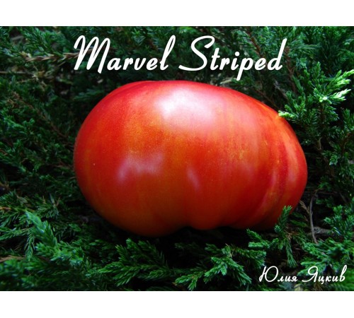 Marvel Striped (Полосатое чудо)