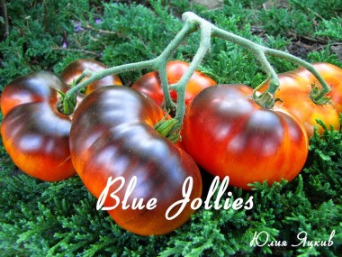 Blue Jolies